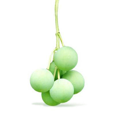 Organic Tamanu Oil