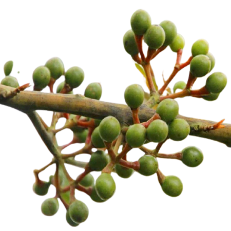 Organic Litsea Cubeba Oil
